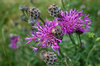 Knapweed