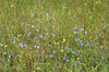 Summer flora