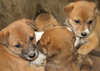 Mongrels