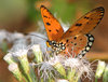 Tawny Coster