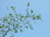 Bamboo Leaves