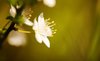 blossom