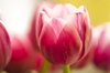 Pink tulip
