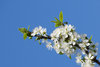 plum blossoms
