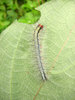Caterpillar