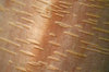 Birch bark
