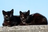 Street cats