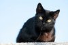 Fish-hook and street cat 1