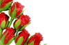 Fresh Roses