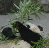 Giant Panda