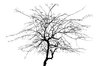 Dead Tree