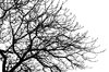 Branches 2