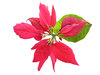 Christmas Star