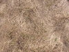 Hay texture