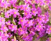 Bed of flowers