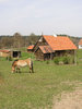 A horse on a field