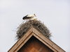 Storks in the nest
