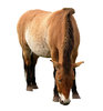 A horse