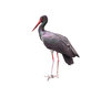 Black stork