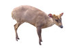 Reeves's Muntjac