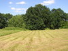 A meadow