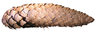 Cone