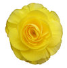A yellow flower