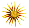 A sunny flower