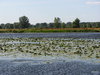 A wild pond