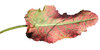 A red leaf