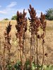 Herbs on a field