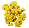 Some flowers