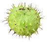 Aesculus
