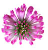 Clover / Trifolium