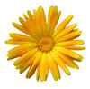 Just a flower