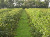 A path through field