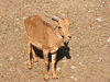 Small sweet buck