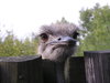 Ostrich jerking around