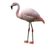 Pink flamingo