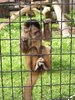 Captivity / Sadness