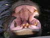 Big Yawn