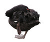Black swan sleeping