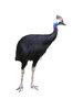 Cassowary