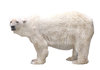 White bear
