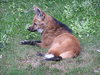 Red Wolf (Maned wolf)