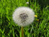 Blowin' in the wind