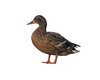 Mallard She-Duck