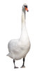 A swan