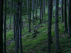 Mountain forest (on the hillsi