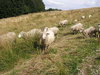 Sheeps Alignment